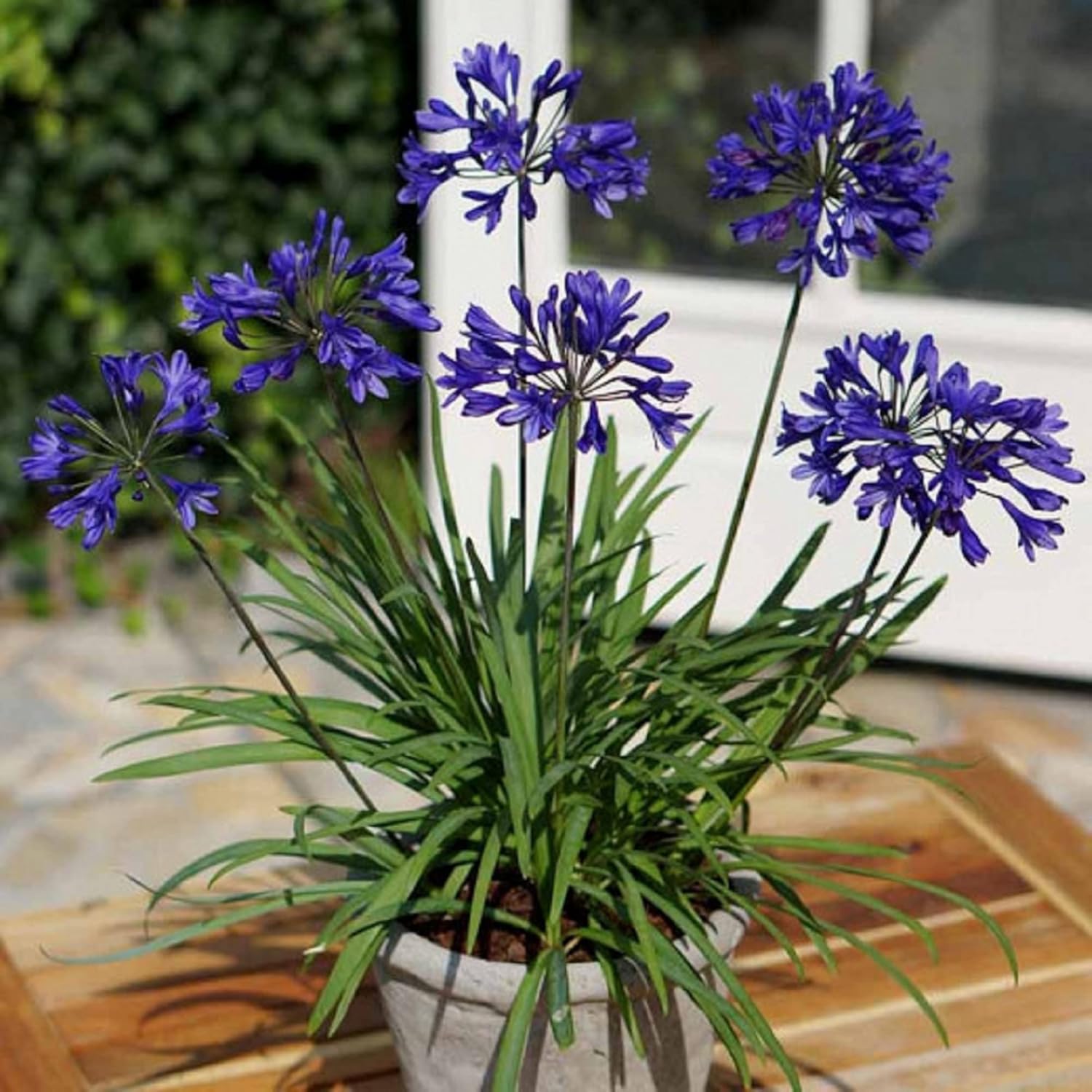 20 Seeds Blue African Lily Z12568