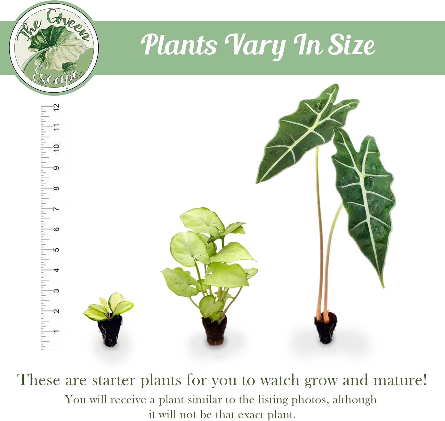Variegated Alocasia Starter Plant N965
