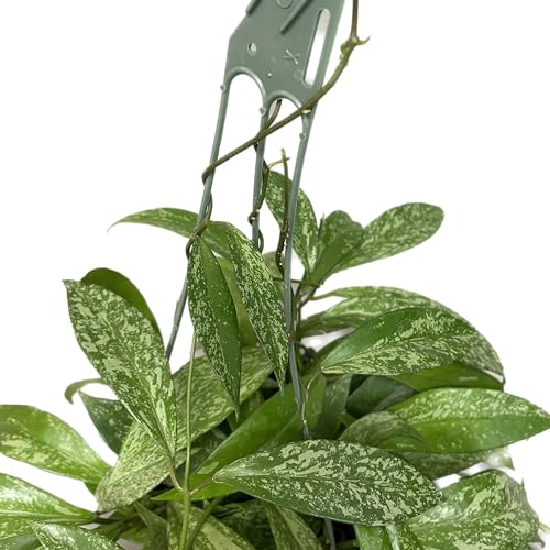 Hoya Plant (3-4 Plants, 4" Pot) W3987