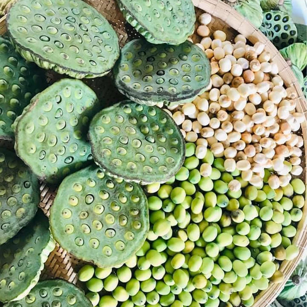 10 Seeds Lotus Flower Seeds Mixed Colors Water Plant O98921