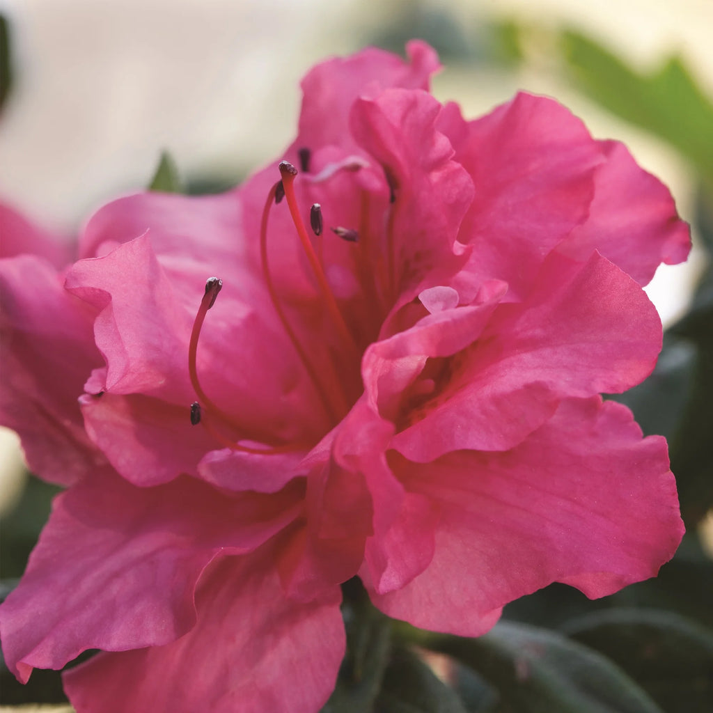 Autumn Rouge Live Shrubs B575422