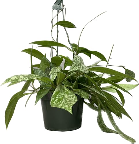 Hoya Plant (3-4 Plants, 4" Pot) W3987